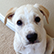 Peeta the puppy Picture of dog